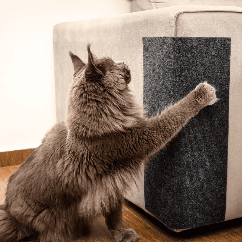 Carpete Arranhador Adesivo Cat Scratcher • Protetor e Arranhador para Gatos Autocolante